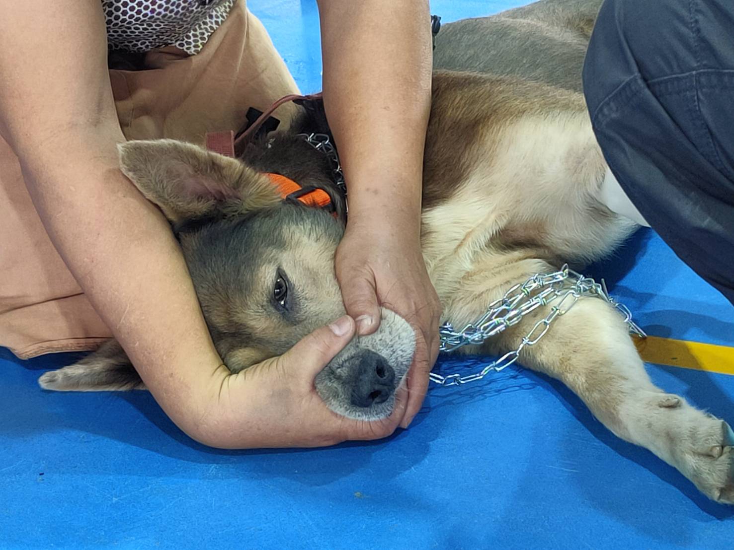 ม.รำไพฯ จับมือปศุสัตว์จันทบุรี ทำหมันและฉีดวัคซีน สัตว์เลี้ยงภายในมหาวิทยาลัย (2)